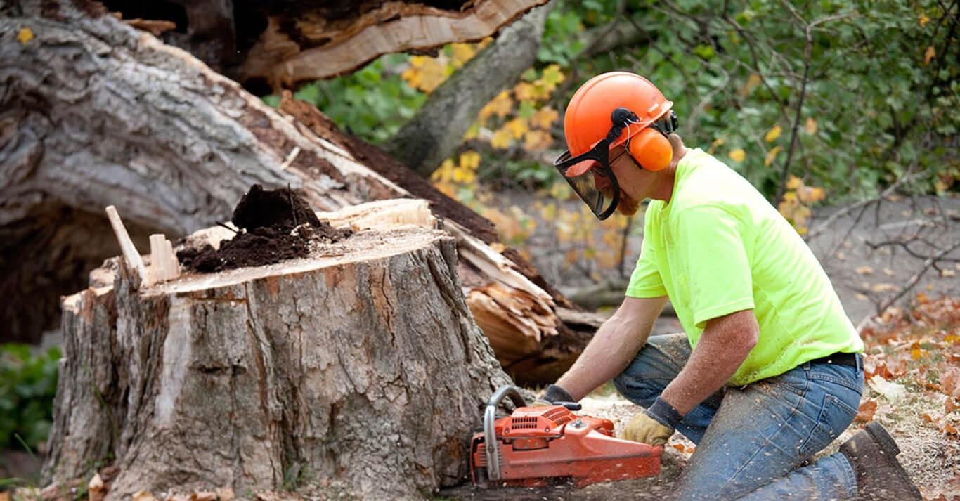 Tree Removal Glen Waverley
