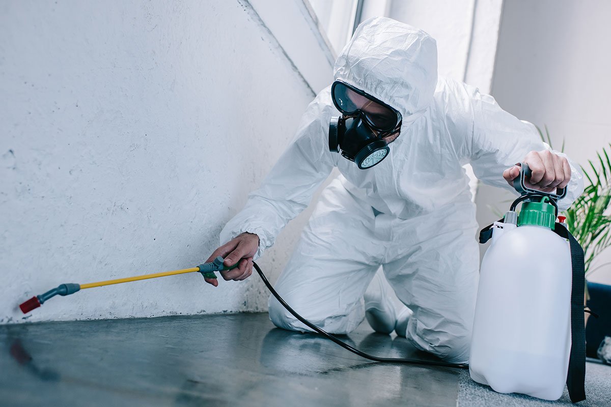 What are the needs and important to undergo the treatment of pest control service?