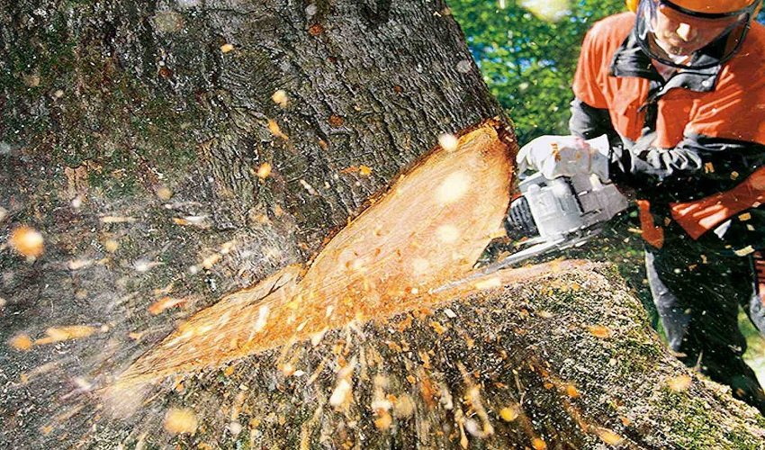 Choose the Right Tree Removal Service and Say Goodbye to Those Pesky Branches