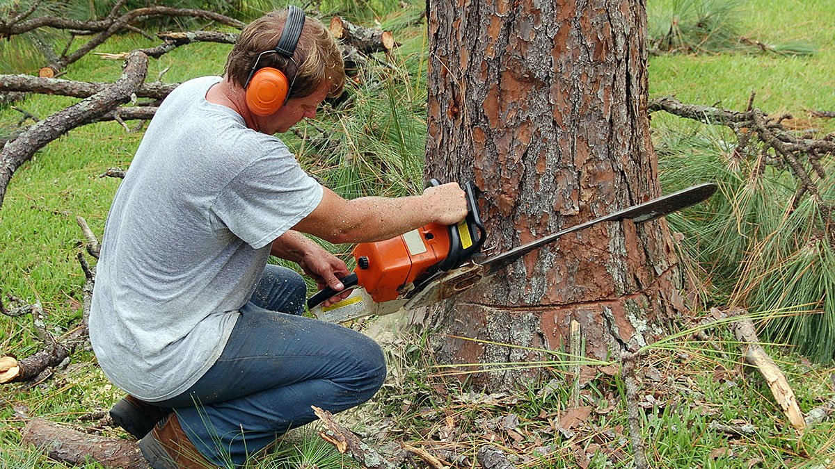Why Should You Call In The Tree Care Experts?