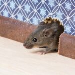Ways To Get Rid Of Rat From House